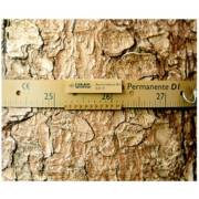 �������� ���� �����